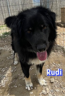 Rudi, Mischling - Rüde