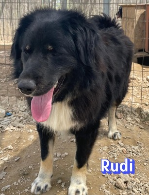 Rudi, Mischling - Rüde