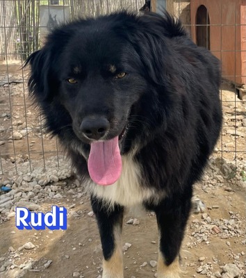 Rudi, Mischling - Rüde