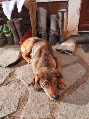 Rudi, Mischling Welpen - Rüde
