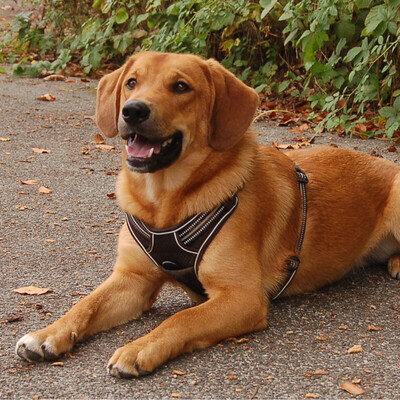 Rudi Ratlos, Mix - Rüde