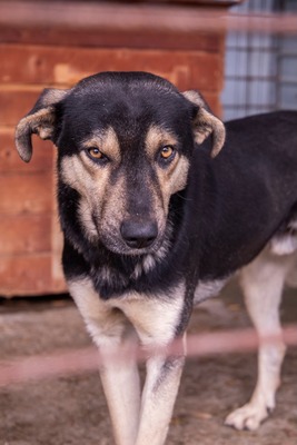 🧡 Rudi – ein sanfter Riese, der im Verborgenen auf seine Chance wartet, Mischling - Rüde