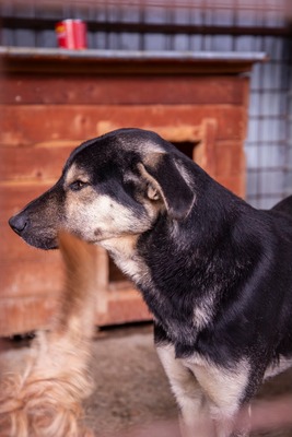 🧡 Rudi – ein sanfter Riese, der im Verborgenen auf seine Chance wartet, Mischling - Rüde