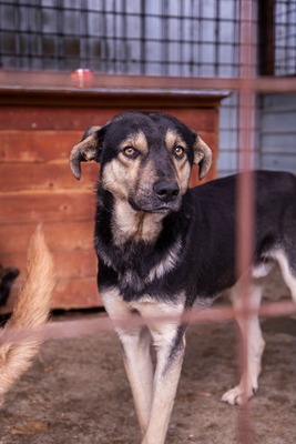 🧡 Rudi – ein sanfter Riese, der im Verborgenen auf seine Chance wartet, Mischling - Rüde