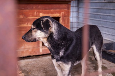 🧡 Rudi – ein sanfter Riese, der im Verborgenen auf seine Chance wartet, Mischling - Rüde