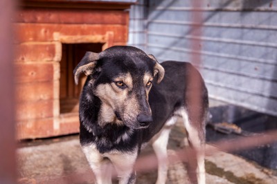 🧡 Rudi – ein sanfter Riese, der im Verborgenen auf seine Chance wartet, Mischling - Rüde