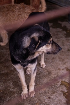 🧡 Rudi – ein sanfter Riese, der im Verborgenen auf seine Chance wartet, Mischling - Rüde