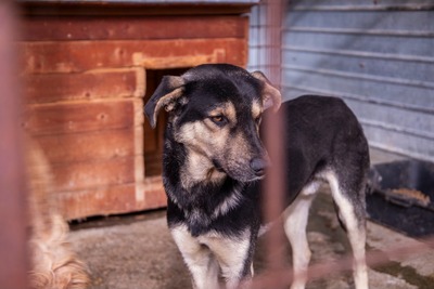 🧡 Rudi – ein sanfter Riese, der im Verborgenen auf seine Chance wartet, Mischling - Rüde