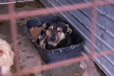 🧡 Rudi – ein sanfter Riese, der im Verborgenen auf seine Chance wartet, Mischling - Rüde