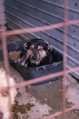 🧡 Rudi – ein sanfter Riese, der im Verborgenen auf seine Chance wartet, Mischling - Rüde