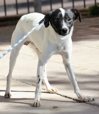 Rudy, Bodeguero Andaluz - Mix - Rüde