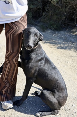 Rudy, Galgo Espanol - MIx - Rüde