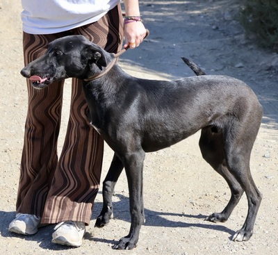 Rudy, Galgo Espanol - MIx - Rüde