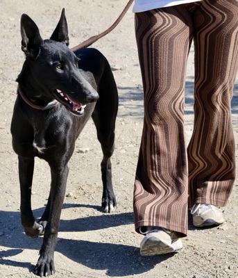 Rudy, Galgo Espanol - MIx - Rüde