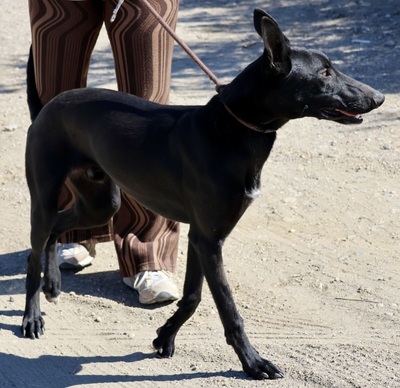 Rudy, Galgo Espanol - MIx - Rüde