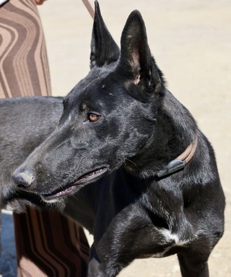 Rudy, Galgo Espanol - MIx - Rüde