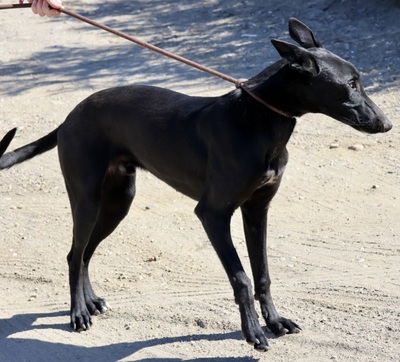 Rudy, Galgo Espanol - MIx - Rüde