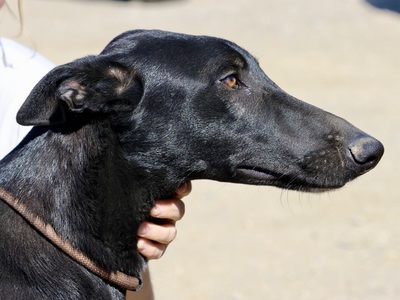 Rudy, Galgo Espanol - Mix - Rüde