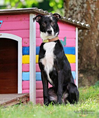 Rübe, Mischling Welpen - Rüde