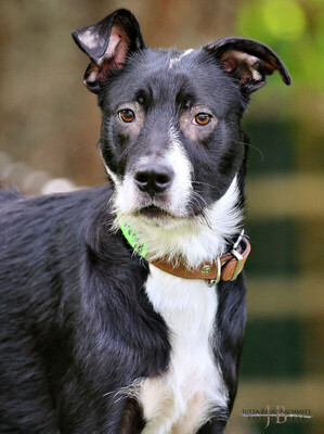 Rübe, Mischling Welpen - Rüde