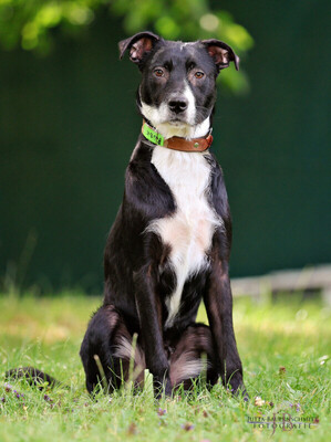 Rübe, Mischling Welpen - Rüde