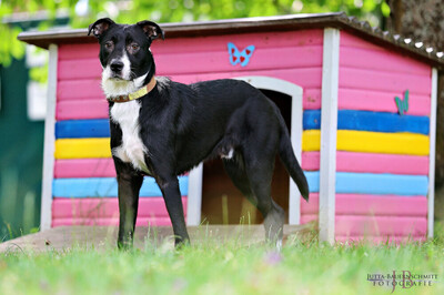 Rübe, Mischling Welpen - Rüde