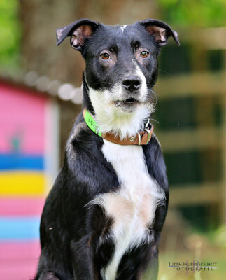 Rübe, Mischling Welpen - Rüde