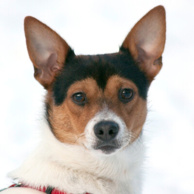 Ruffel, Jack Russell-Mix - Rüde