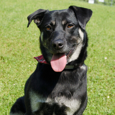 Ruffy, Mischling - Rüde