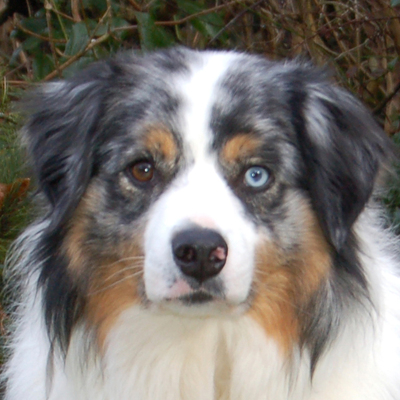 Rufo, Australian Shepherd - Rüde