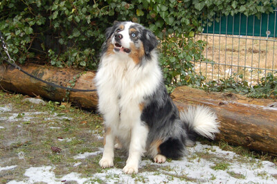 Rufo, Australian Shepherd - Rüde