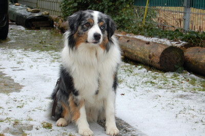 Rufo, Australian Shepherd - Rüde