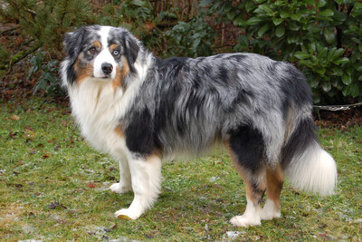 Rufo, Australian Shepherd - Rüde