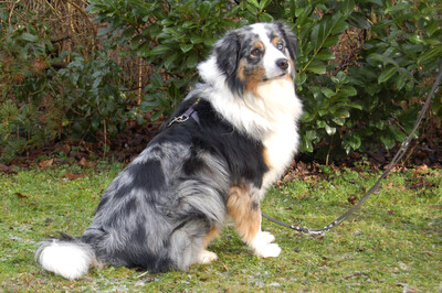 Rufo, Australian Shepherd - Rüde