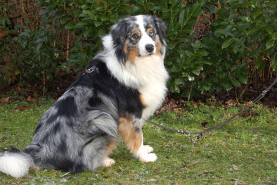 Rufo, Australian Shepherd - Rüde