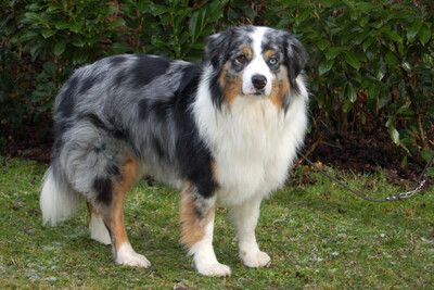 Rufo, Australian Shepherd - Rüde