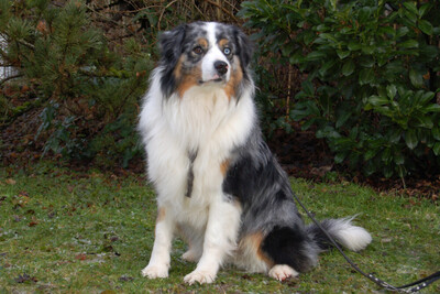 Rufo, Australian Shepherd - Rüde