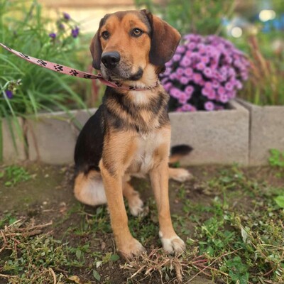 💥Rufus Beagle -Mischlingswelpe läuft perfekt an der Leine und ist ein idealer Begleiter für alle, auch für Familien mit älteren Kindern💥, Beagle -Mischling Welpen - Rüde