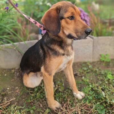 💥Rufus Beagle -Mischlingswelpe läuft perfekt an der Leine und ist ein idealer Begleiter für alle, auch für Familien mit älteren Kindern💥, Beagle -Mischling Welpen - Rüde