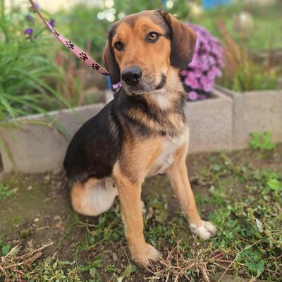 💥Rufus Beagle -Mischlingswelpe läuft perfekt an der Leine und ist ein idealer Begleiter für alle, auch für Familien mit älteren Kindern💥, Beagle -Mischling Welpen - Rüde