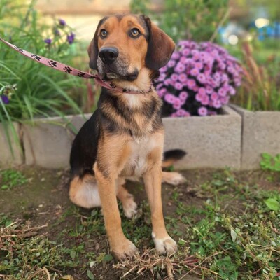 💥Rufus Beagle -Mischlingswelpe läuft perfekt an der Leine und ist ein idealer Begleiter für alle, auch für Familien mit älteren Kindern💥, Beagle -Mischling Welpen - Rüde