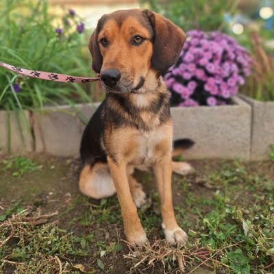💥Rufus Beagle -Mischlingswelpe läuft perfekt an der Leine und ist ein idealer Begleiter für alle, auch für Familien mit älteren Kindern💥, Beagle -Mischling Welpen - Rüde