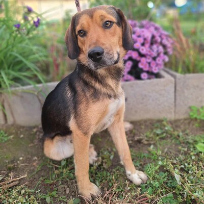 💥Rufus Beagle -Mischlingswelpe läuft perfekt an der Leine und ist ein idealer Begleiter für alle, auch für Familien mit älteren Kindern💥, Beagle -Mischling Welpen - Rüde