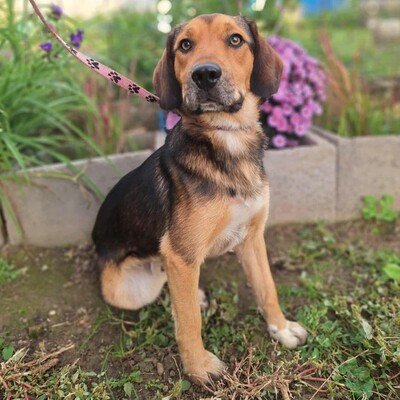 💥Rufus Beagle -Mischlingswelpe läuft perfekt an der Leine und ist ein idealer Begleiter für alle, auch für Familien mit älteren Kindern💥, Beagle -Mischling Welpen - Rüde