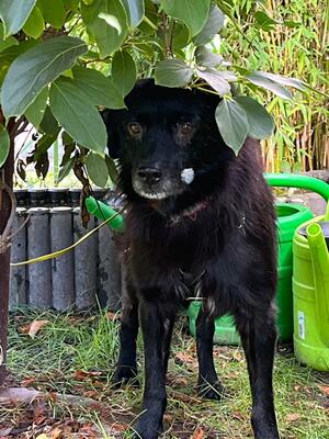 Rufus, Mischling - Rüde