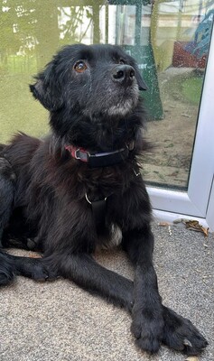 Rufus, Mischling - Rüde