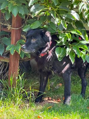 Rufus, Mischling - Rüde