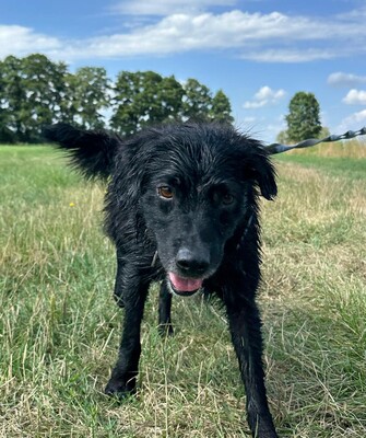 Rufus, Mischling - Rüde