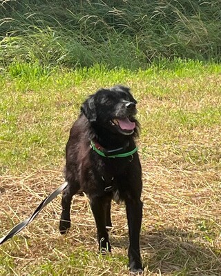 Rufus, Mischling - Rüde