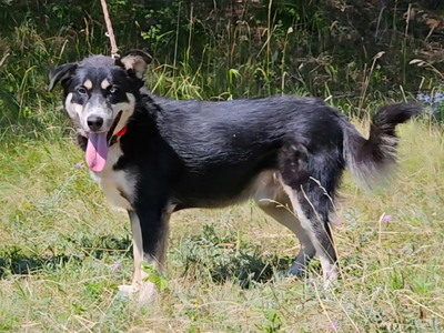Rufus sucht SEINE Familie, Mischling - Rüde